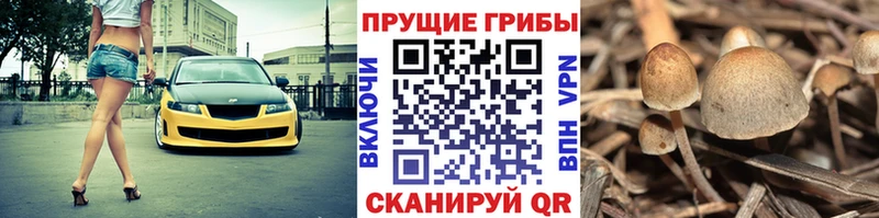 Псилоцибиновые грибы Magic Shrooms  где купить наркотик  Хадыженск 